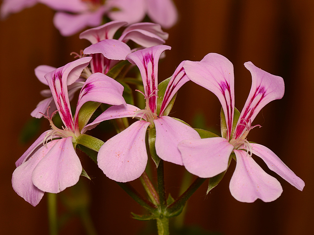 Geranium.jpg