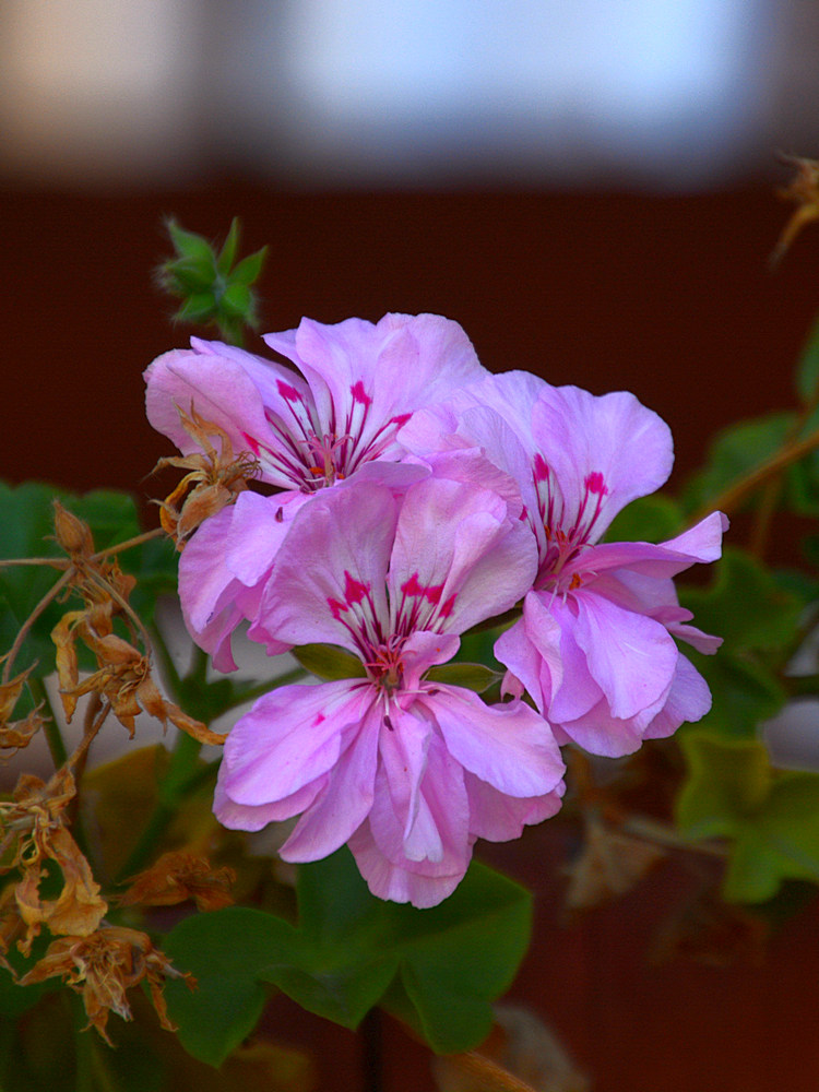 Geranium.jpg