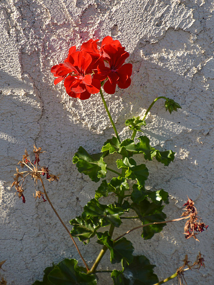 Geranium.jpg