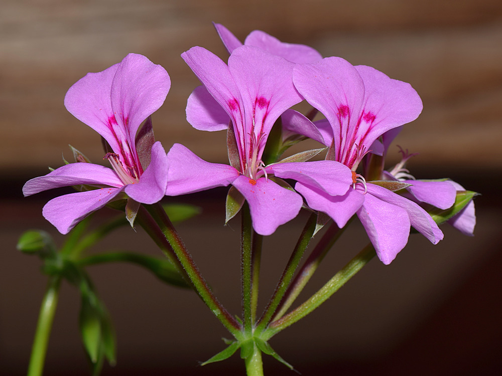 Geranium.jpg