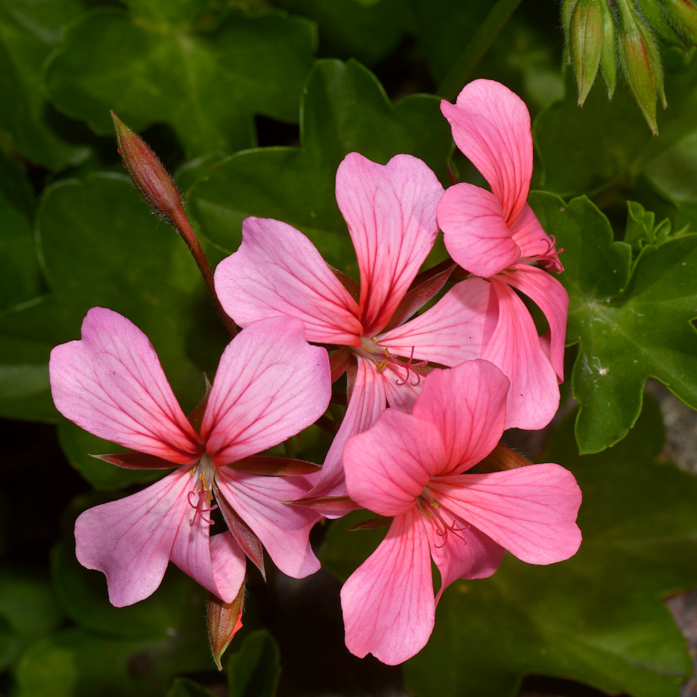 Geranium.jpg
