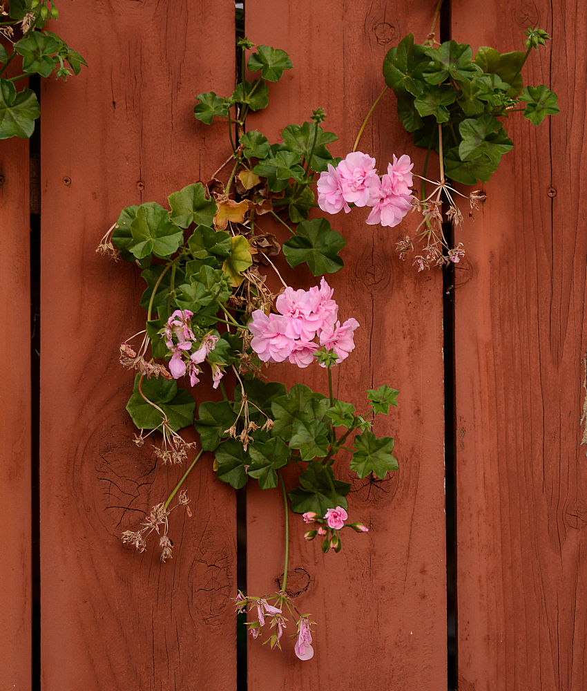 Geranium.jpg