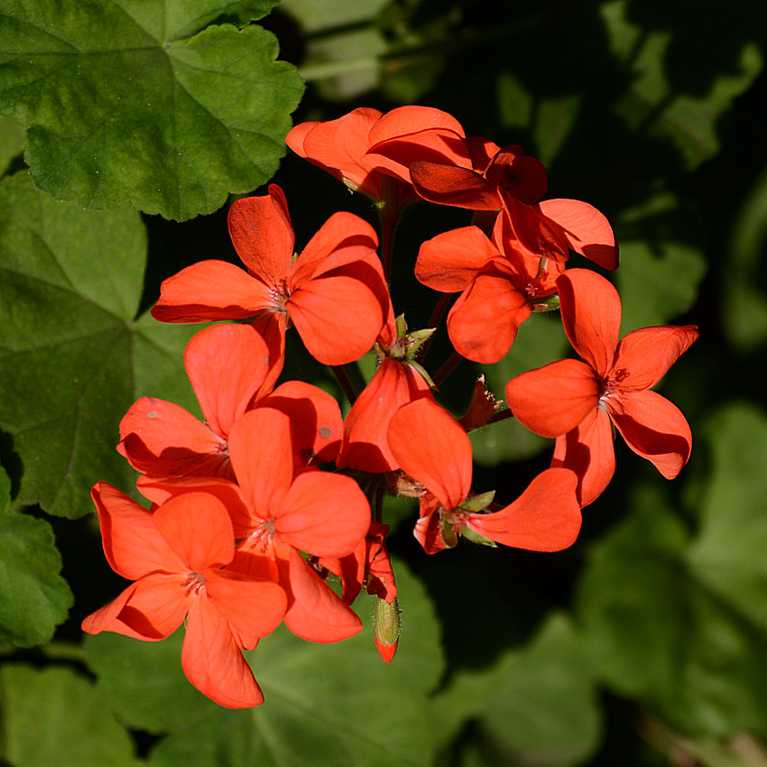 Geranium.jpg