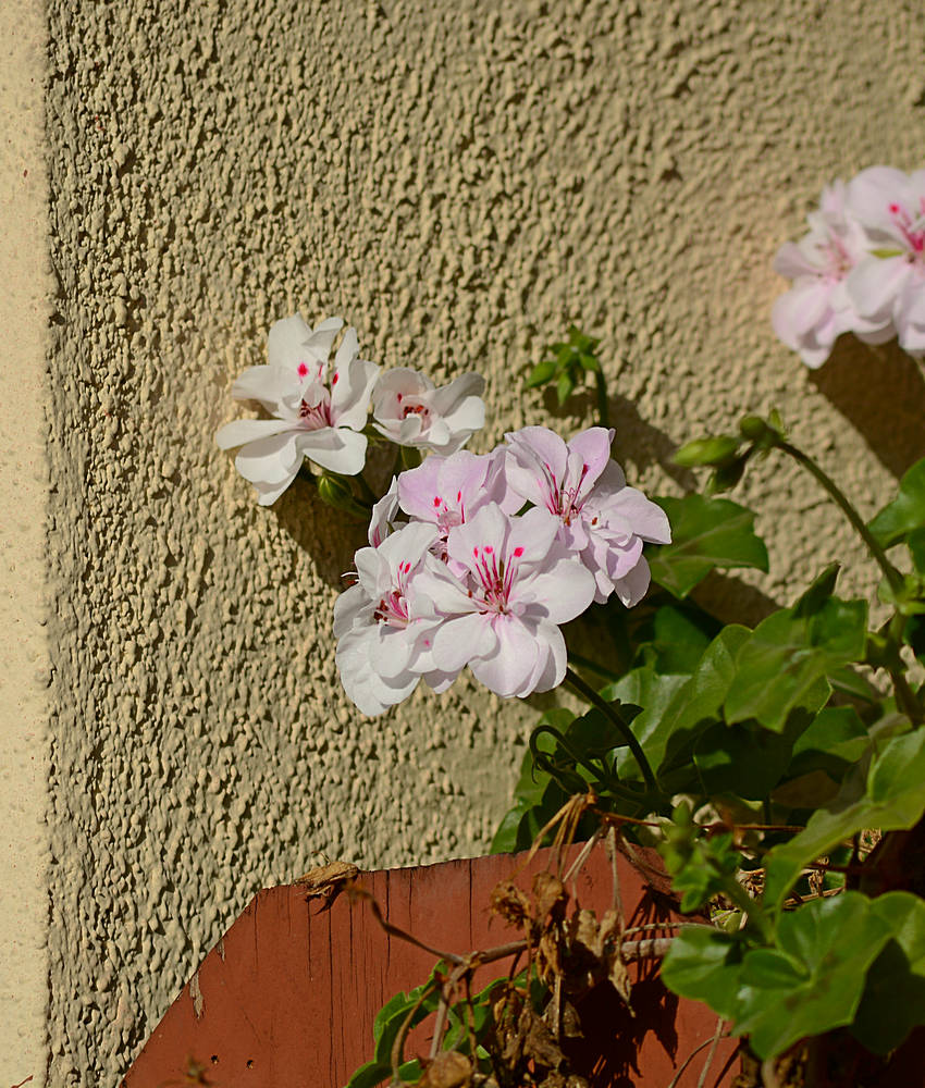 Geranium.jpg