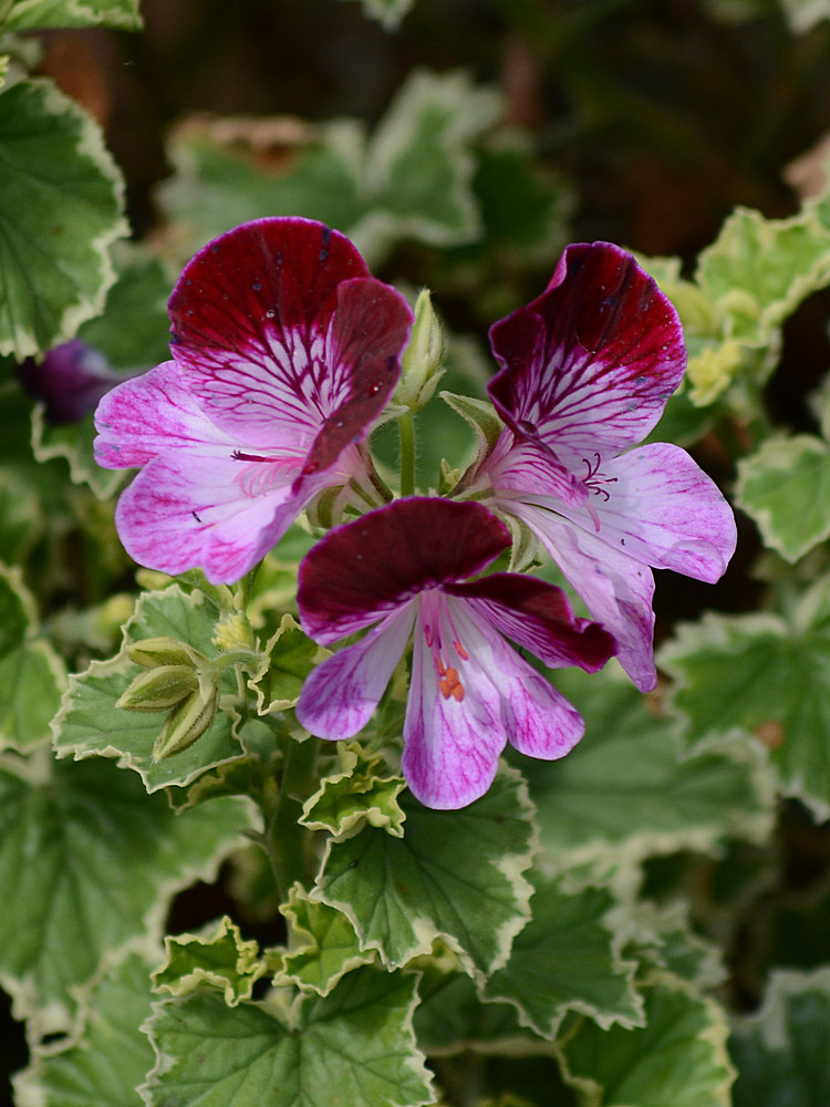 Geranium.jpg