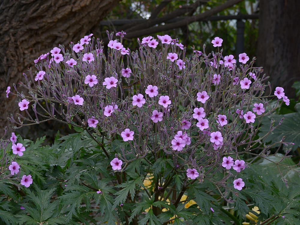 Geranium.jpg