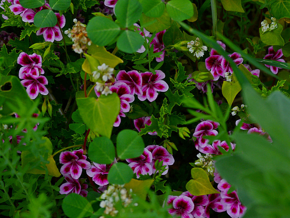 Geranium.jpg
