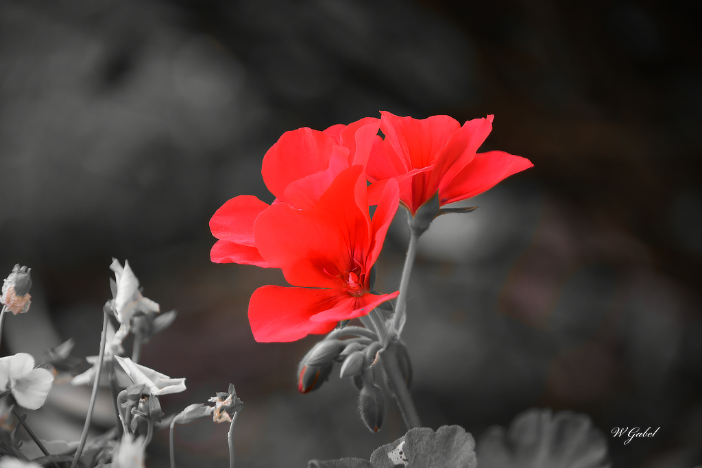 geranium sm.jpg