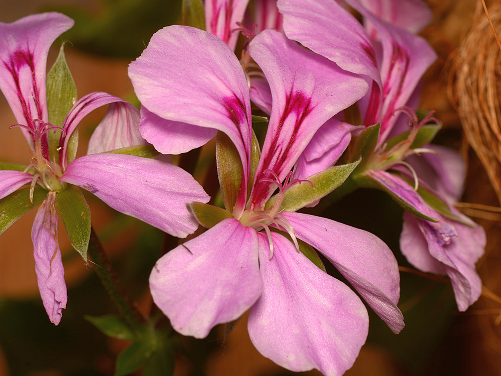 Geranium2.jpg
