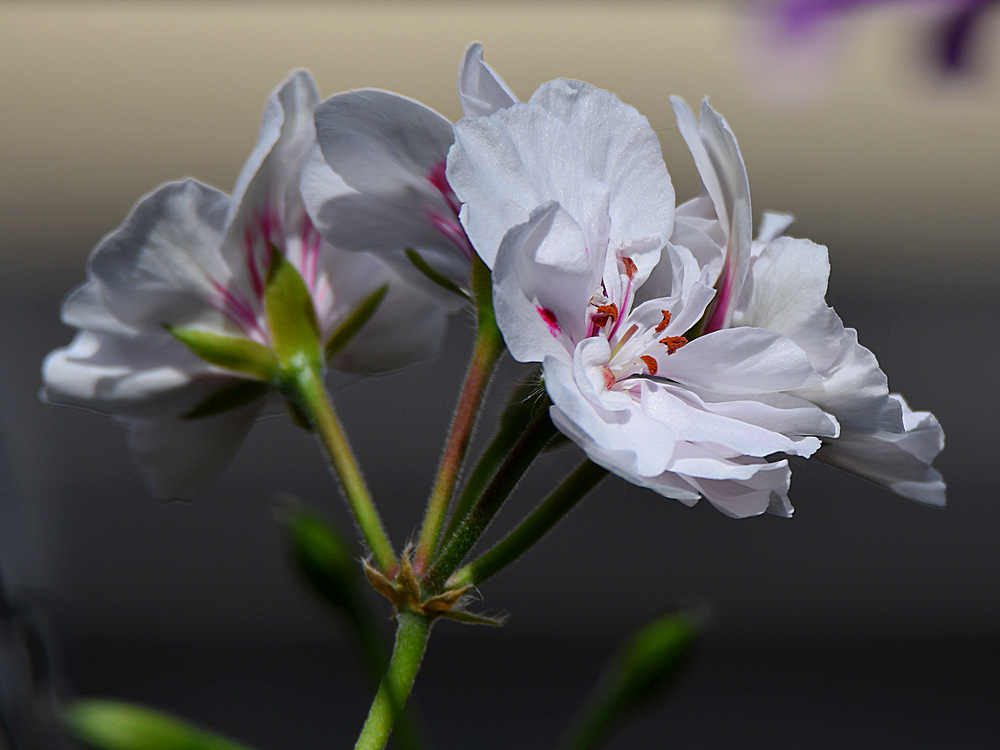 Geranium2.jpg