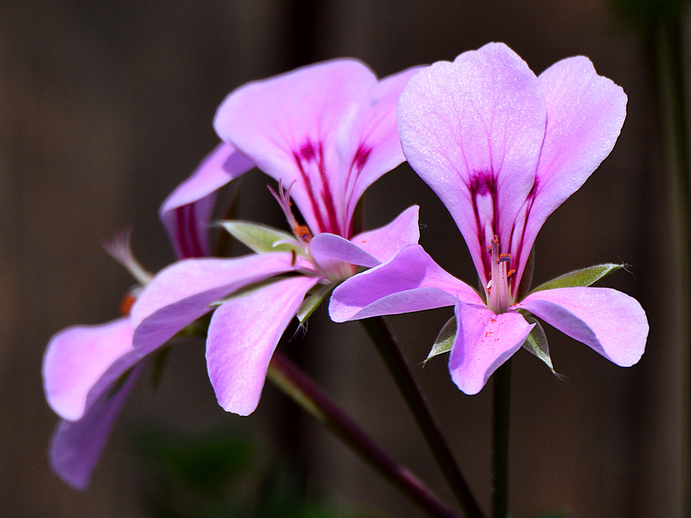 Geranium3.jpg