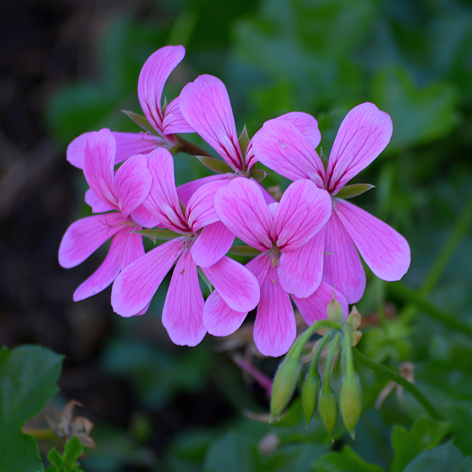 Geranium30Nov.jpg