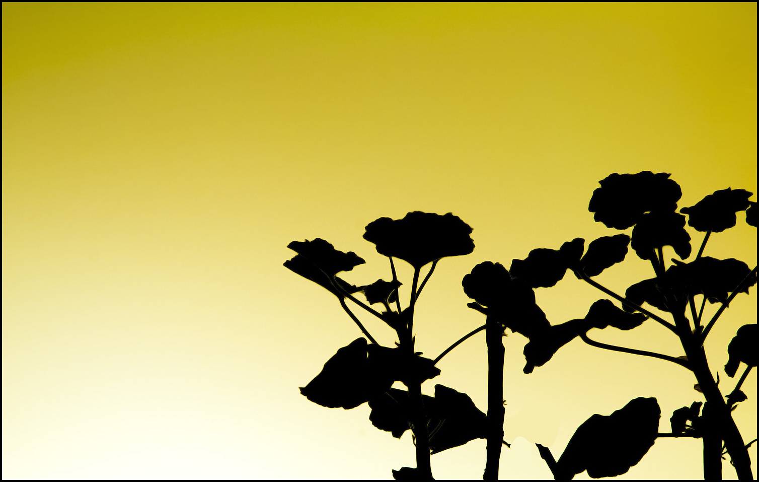 Geraniums.jpg