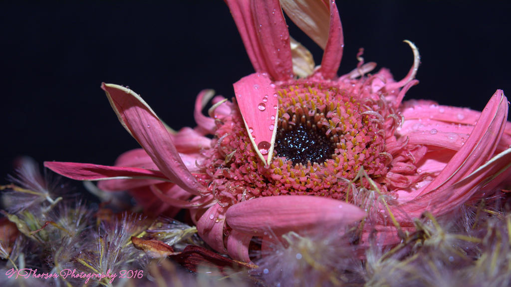 Gerbera Daisy Seeds #2 12-11-2016.jpg