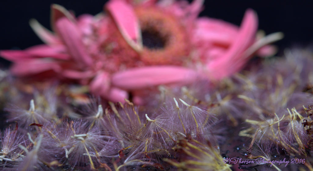 Gerbera Daisy Seeds #3 12-11-2016.jpg