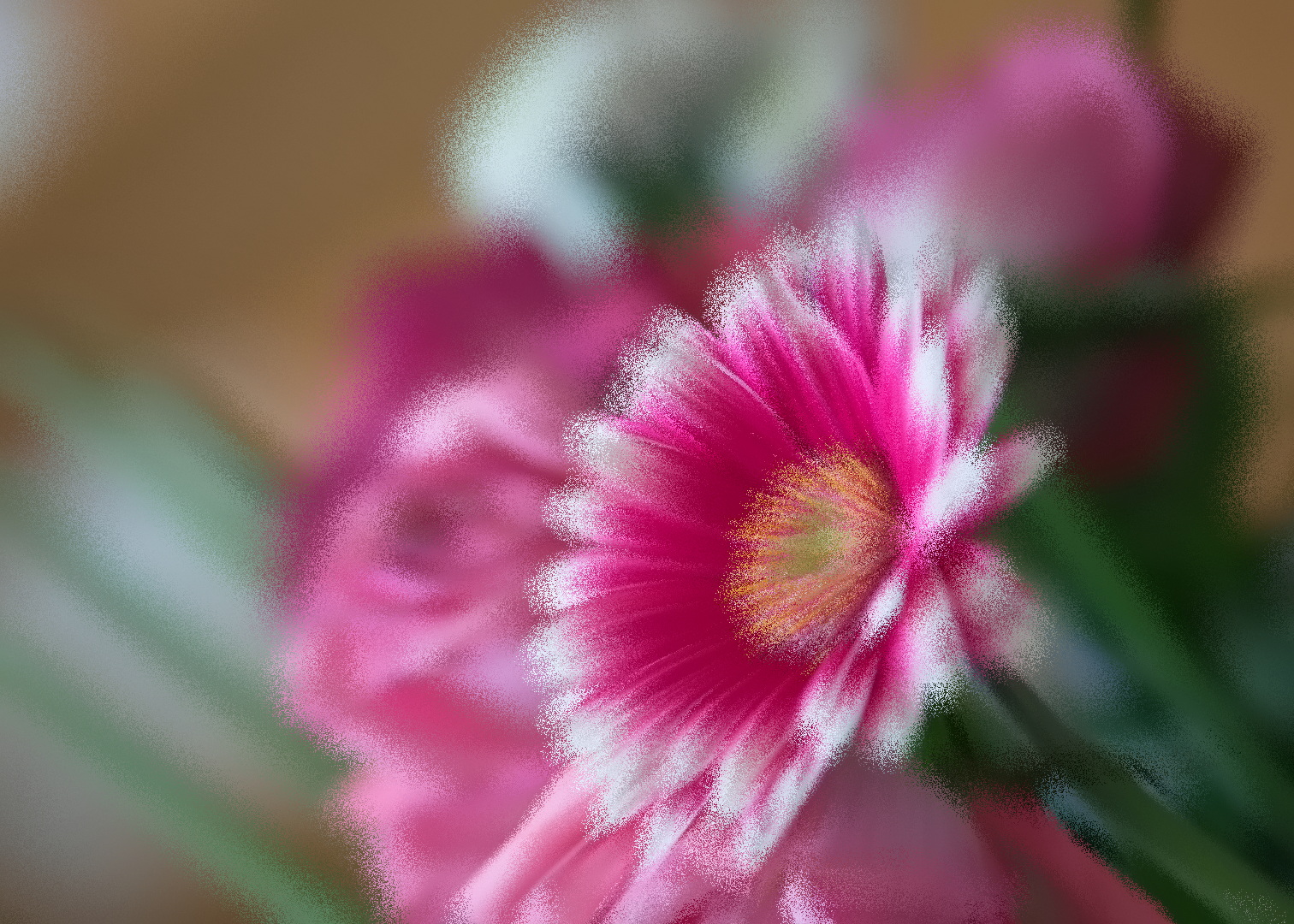 Gerbera_Explosion 727_DxO 1080.jpg