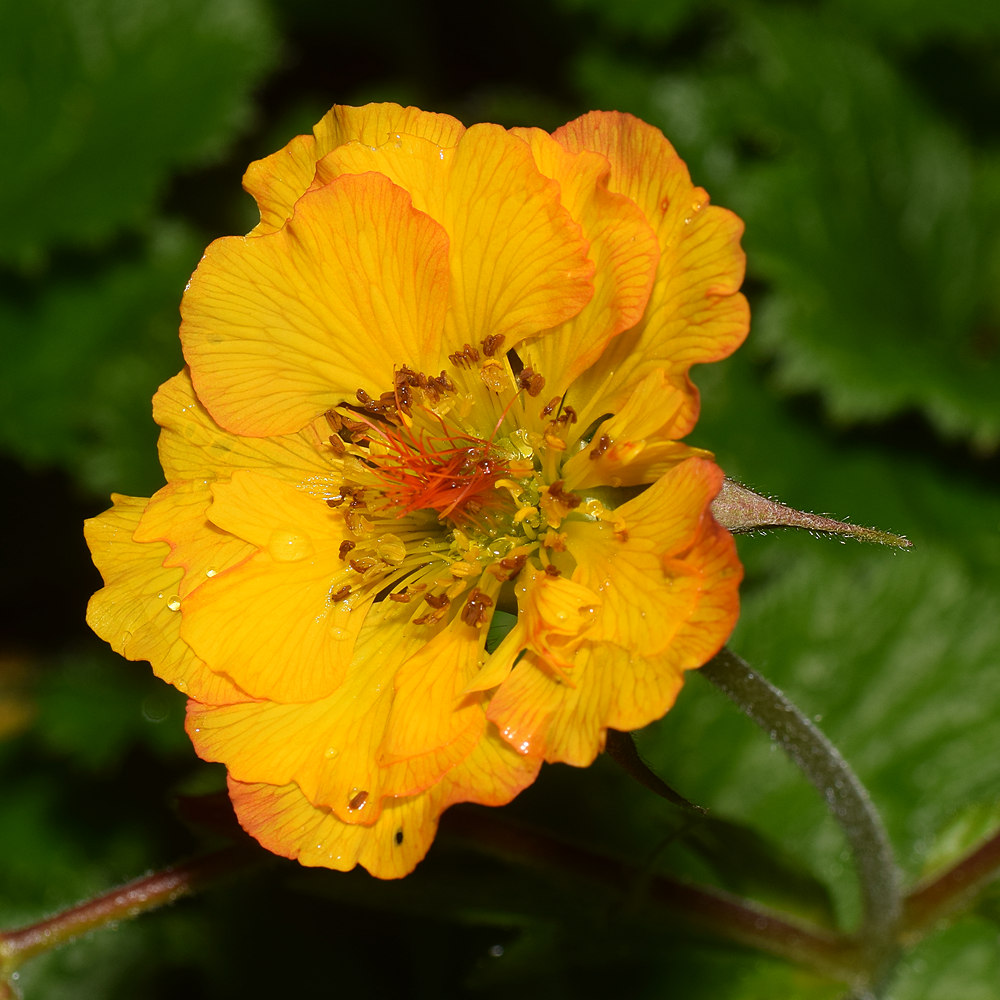 Geum2.jpg