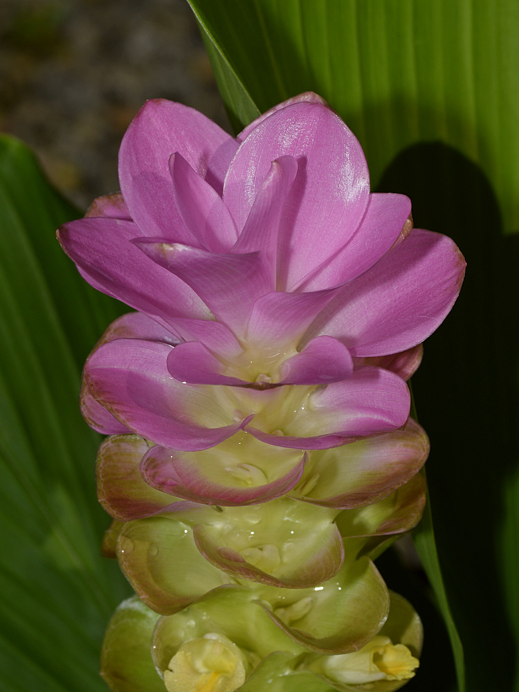 Ginger.jpg