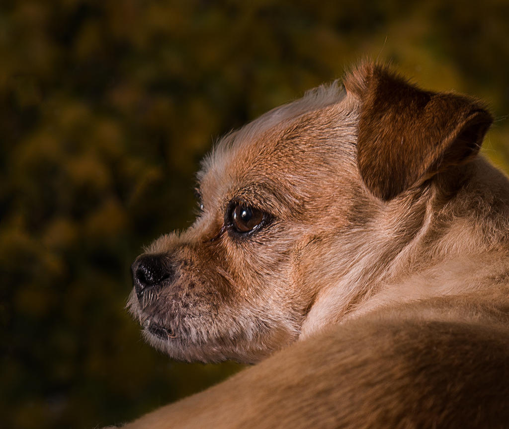 ginger nov2 2013.jpg