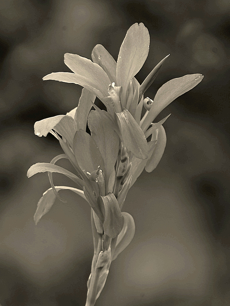 GingerSepia.jpg