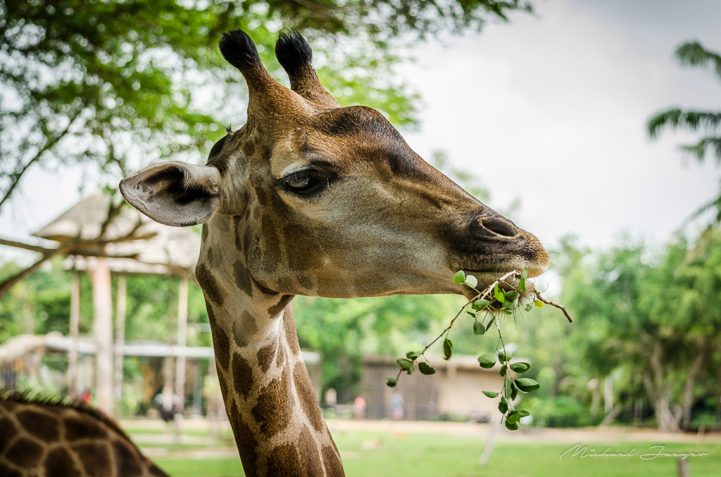 giraffe-1.jpg