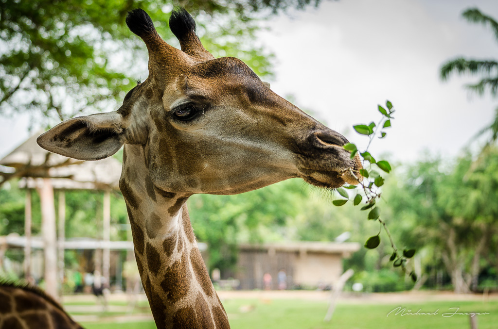 giraffe-2.jpg
