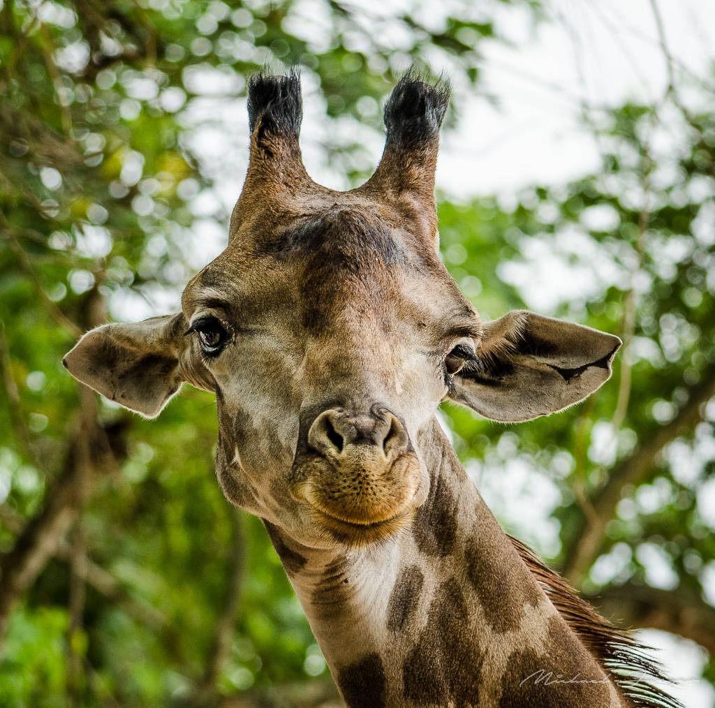 giraffe-3.jpg