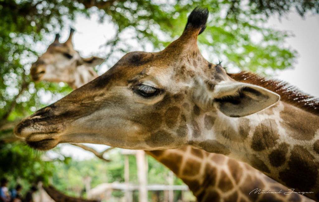giraffe-5.jpg