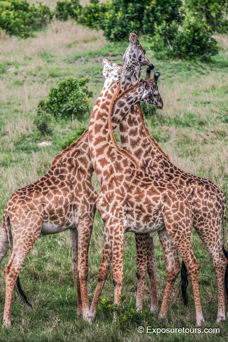 giraffe fight exposuretours_et.JPG