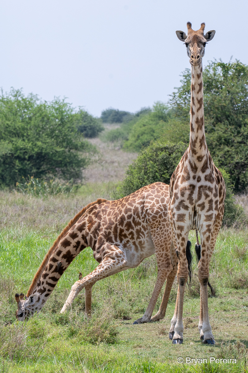 giraffes_kneel _bp.jpg