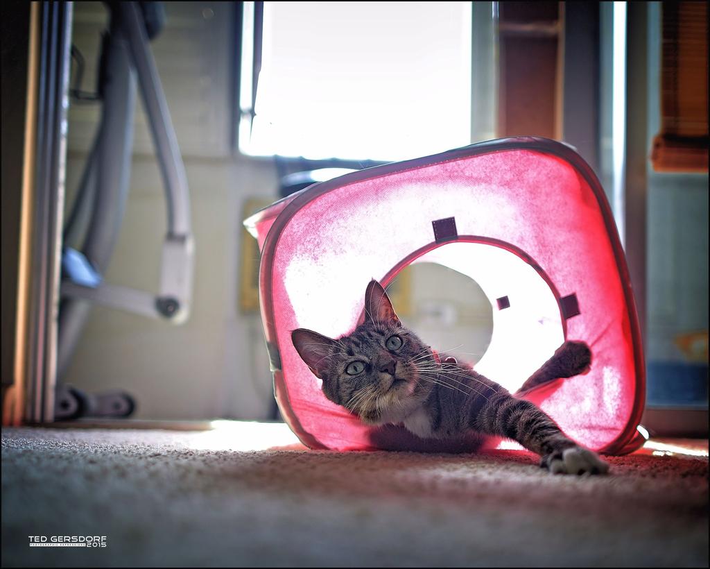 Girly House Bill   2.jpg