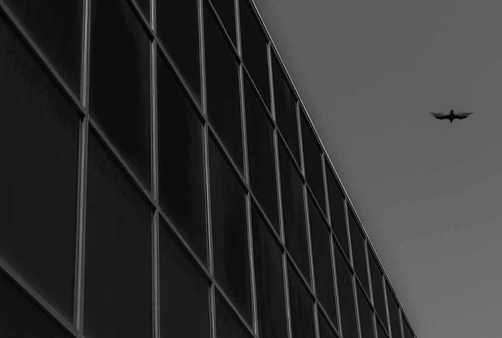 Glass Wall and Vulture 1 (1 of 1).jpg