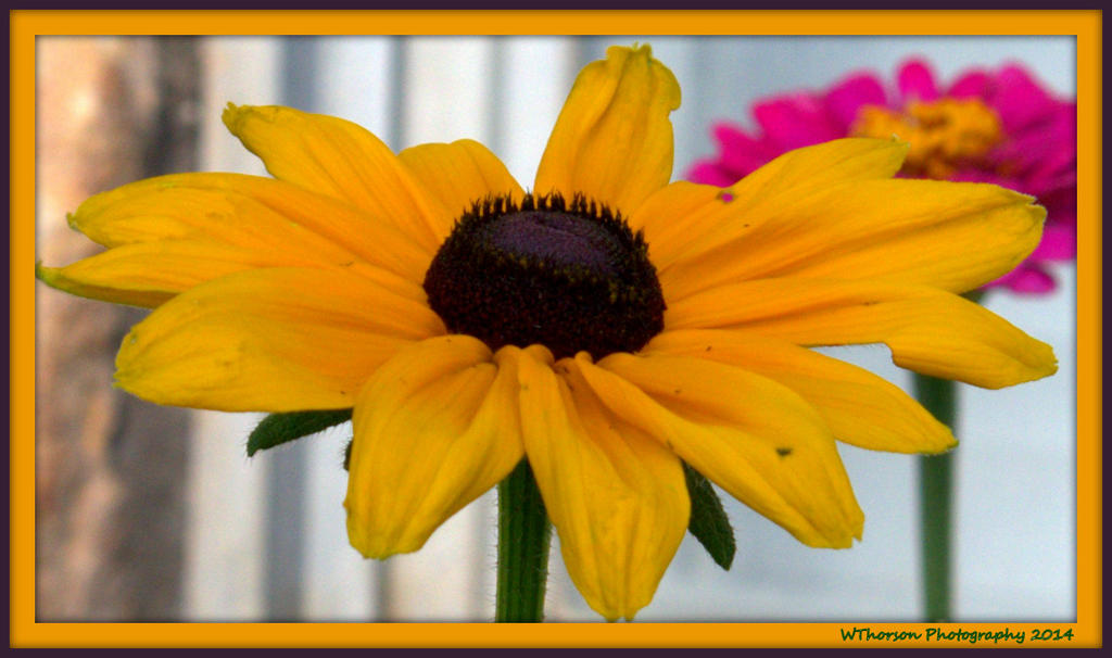 Gloriosa Daisy 2.jpg