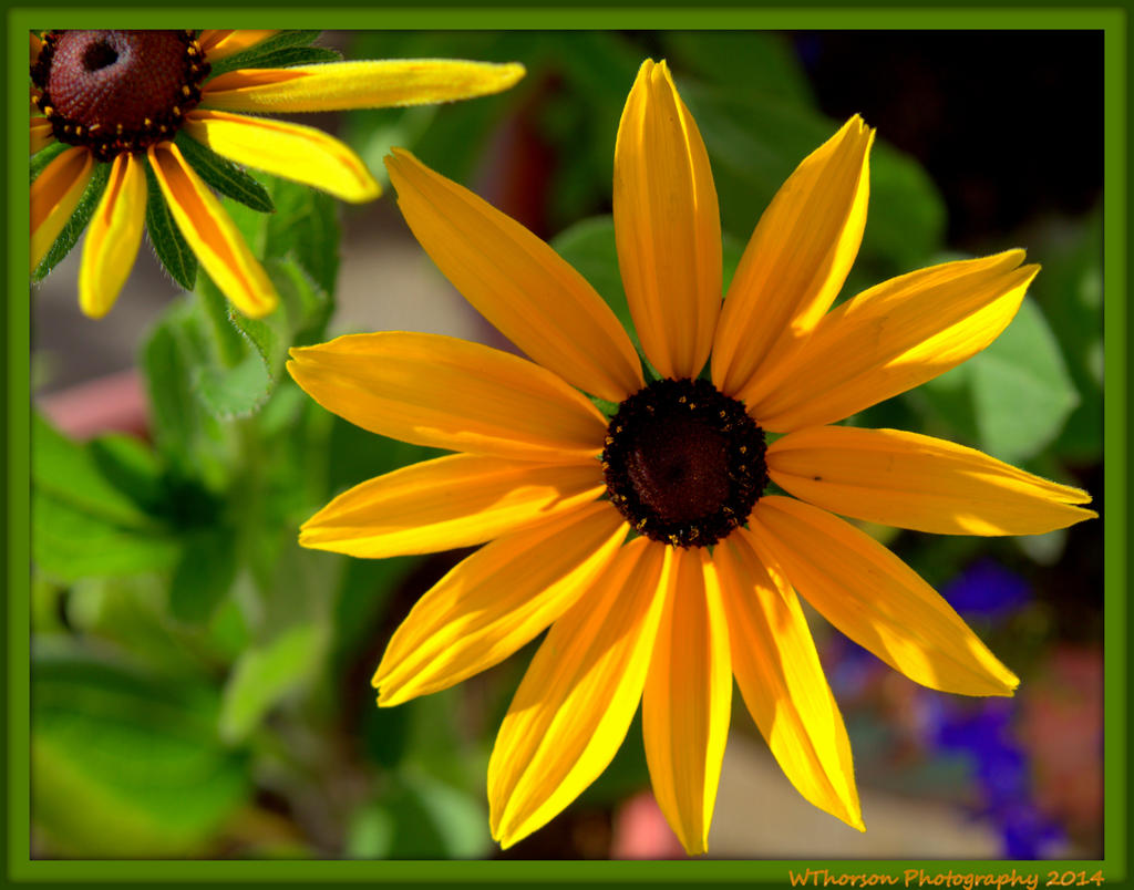 Gloriosia Daisy.jpg
