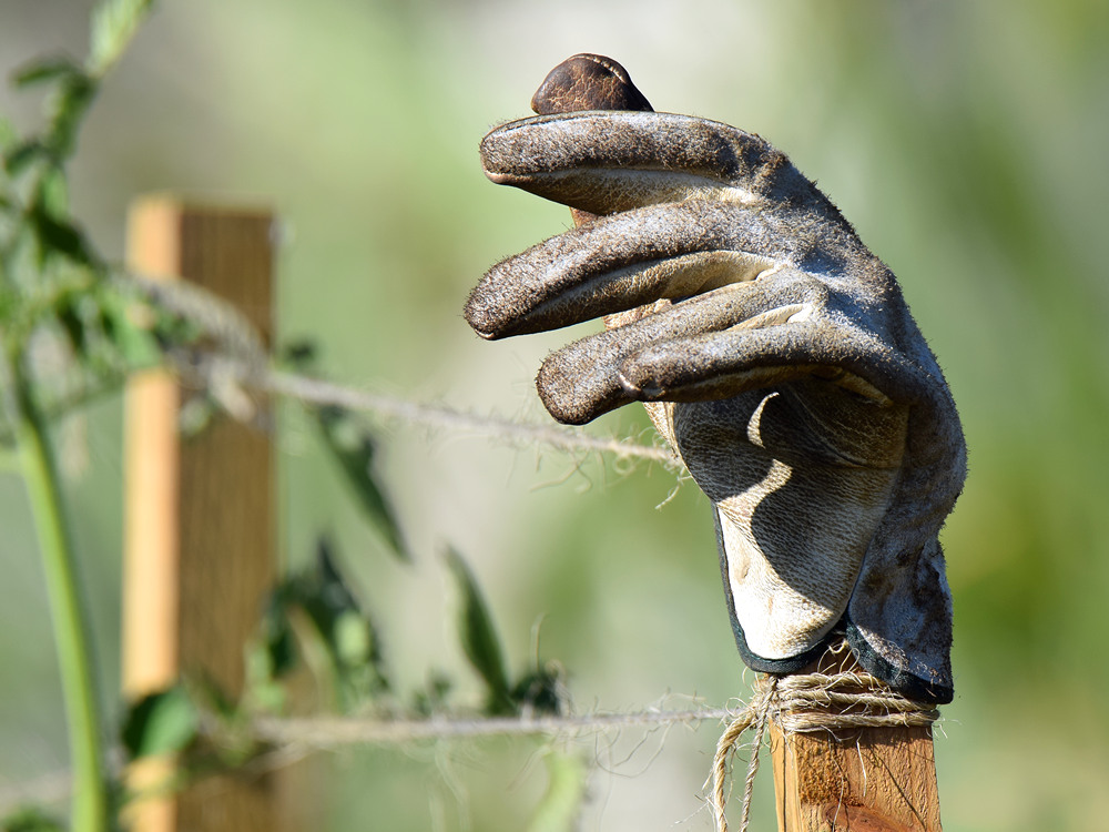 Glove.jpg