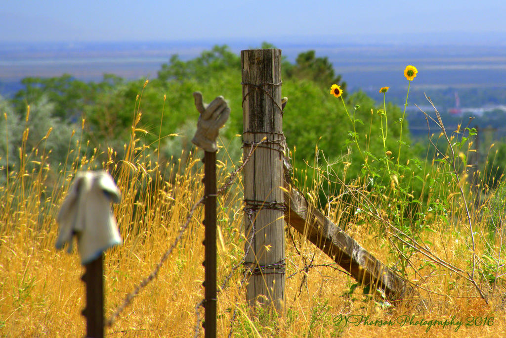Gloves on a Fence #1 8-15-2016.jpg