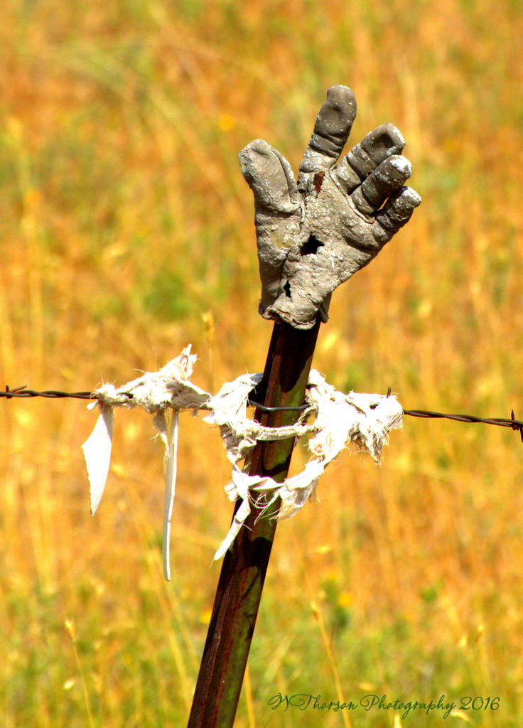 Gloves on a Fence #2 8-15-2016.jpg