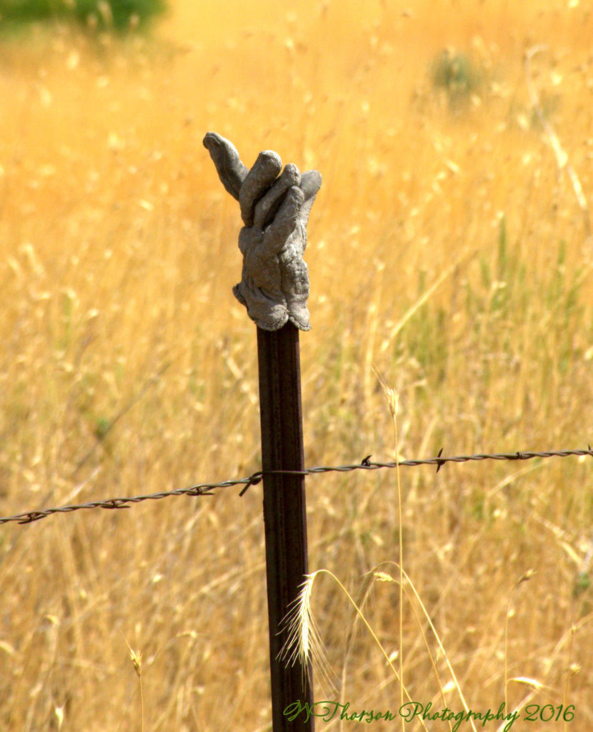 Gloves on a Fence #3 8-15-2016.jpg