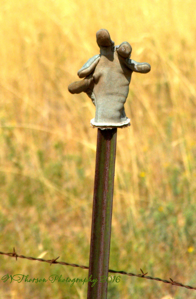 Gloves on a Fence #4 8-15-2016.jpg