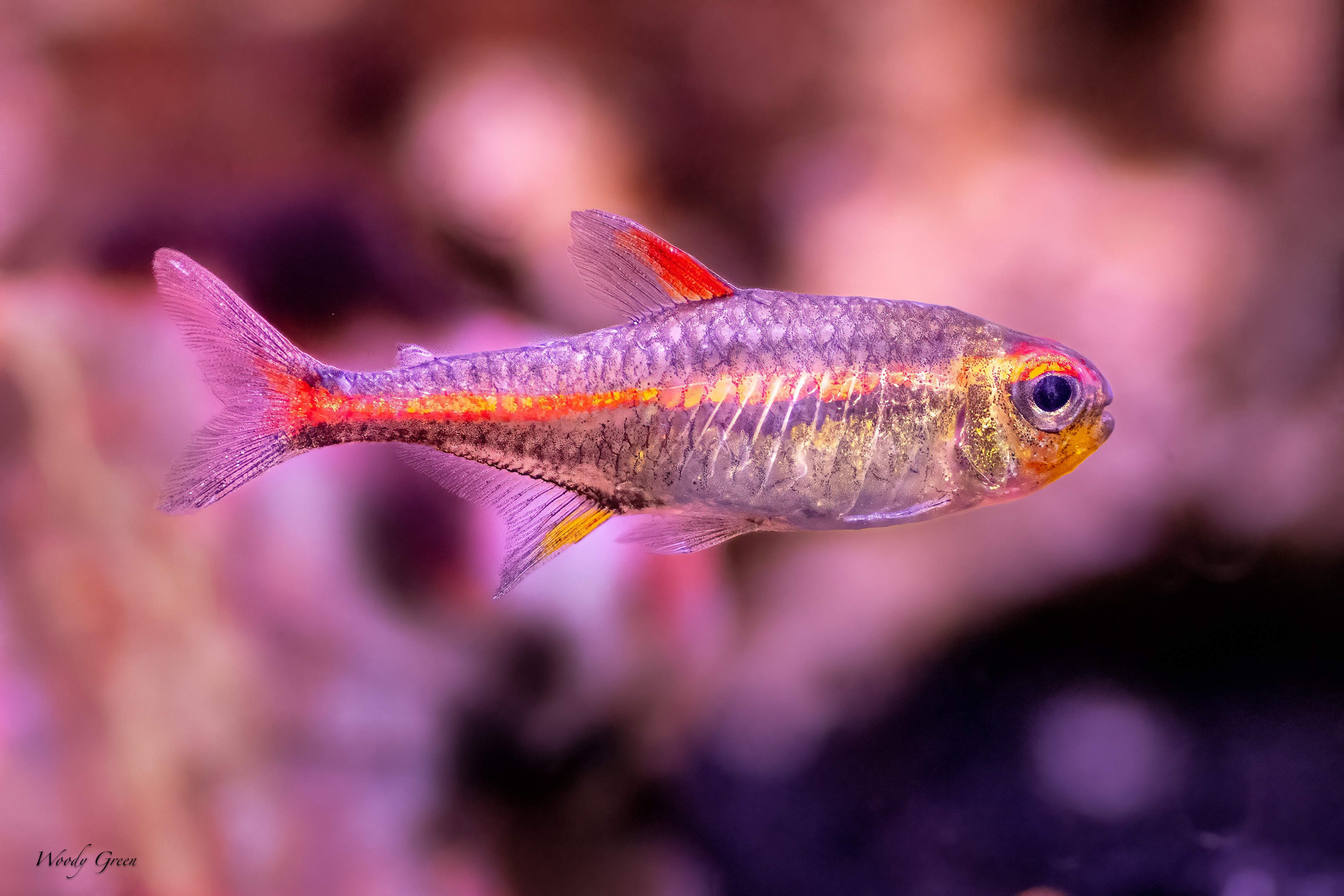Glowlight-255.jpg