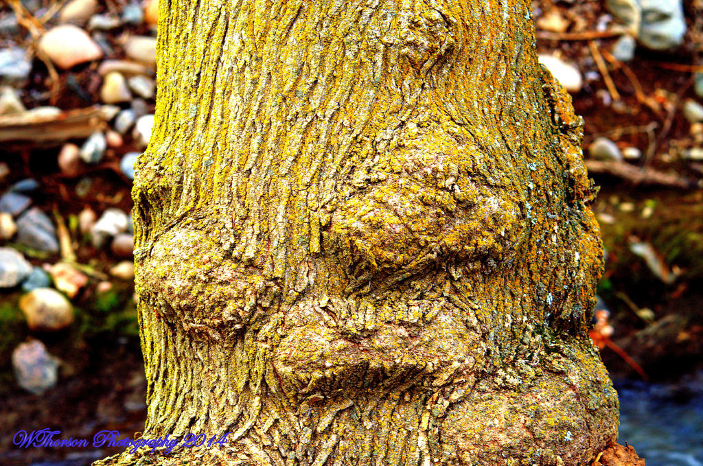 Gnarly Tree.jpg