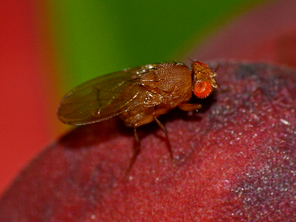 Gnat.jpg