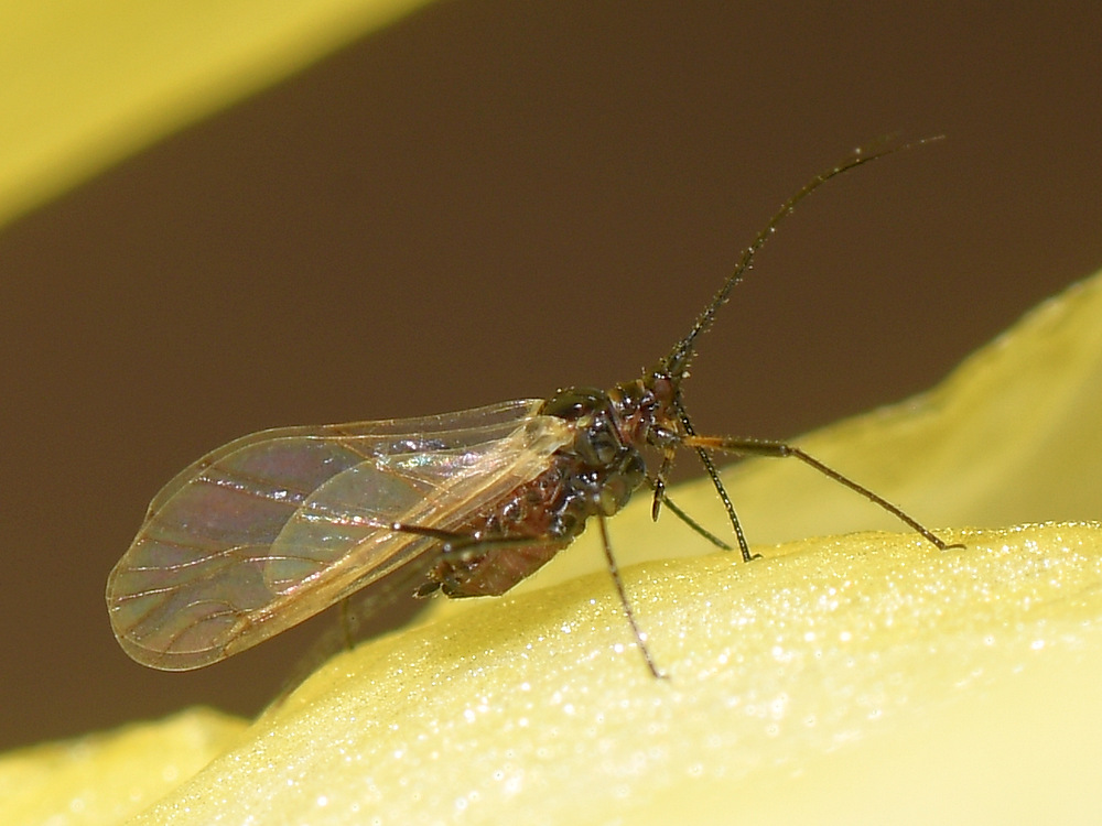Gnat.jpg