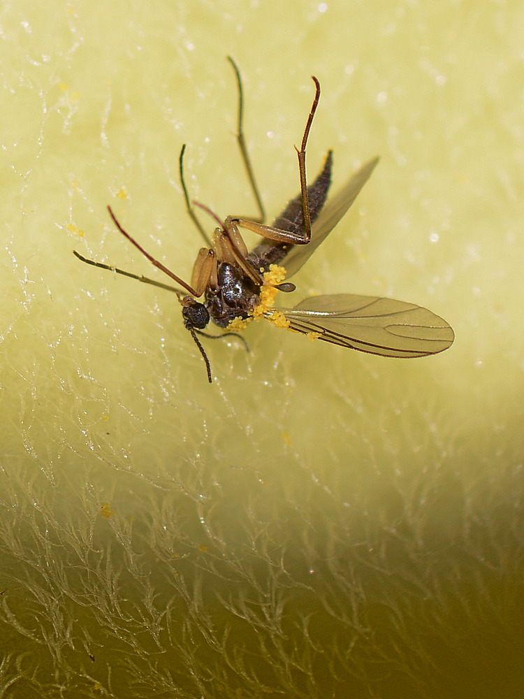 Gnat3.jpg