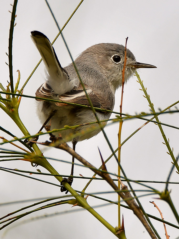 Gnatcatcher.jpg