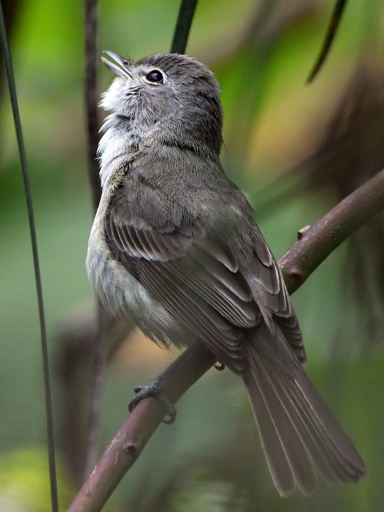 GnatCatcher.jpg