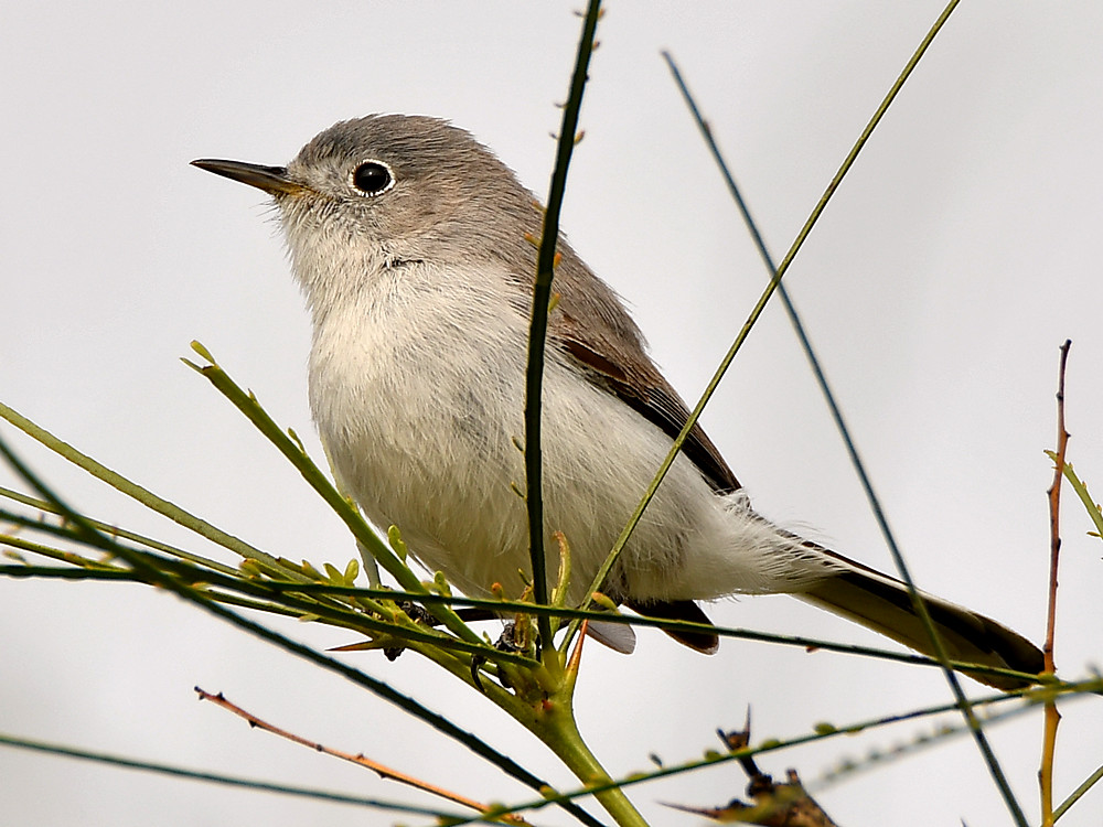 Gnatcatcher2.jpg