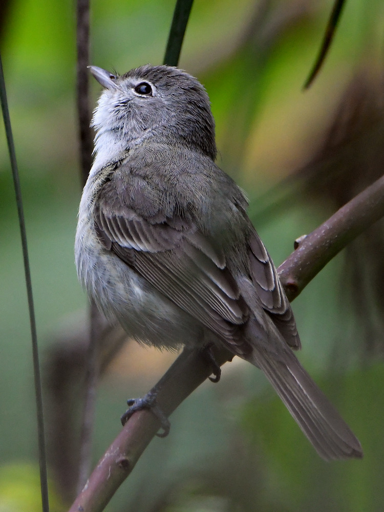 GnatCatcher2.jpg