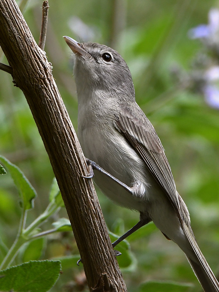 GnatCatcher2.jpg