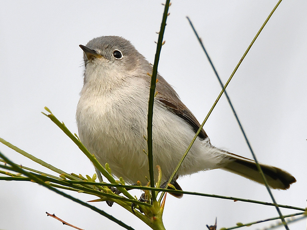 Gnatcatcher4.jpg